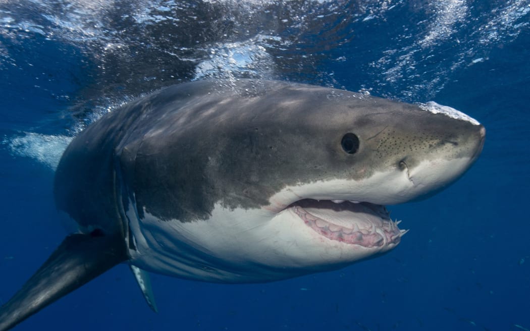 Great white shark