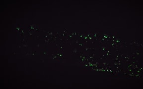 A photograph taken during the annual "fungal foray" at Stewart Island showed that Mycena roseoflava does indeed have a glow - a fact that eluded mycologists since the species was first described 60 years ago.