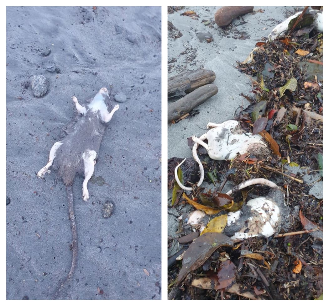Some of the rats washed up on Westport beaches.