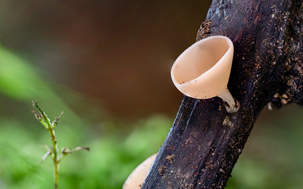 Bird nest fungi