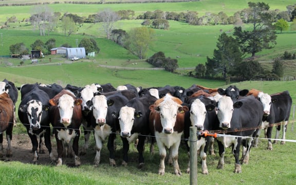 A herd of cows at the edge of the paddock all staring straight to the camera