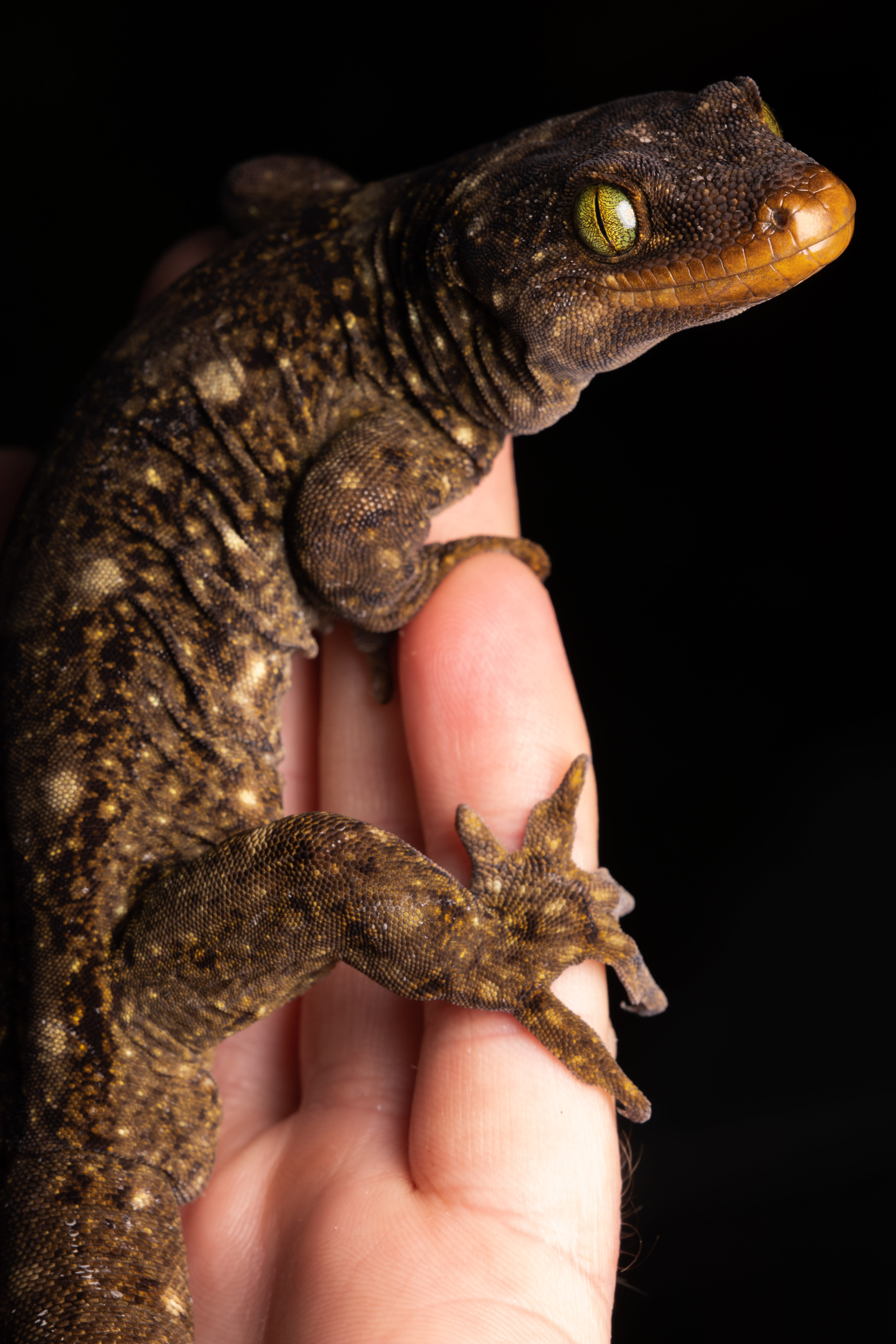 Reptiles and amphibians of Aotearoa | RNZ
