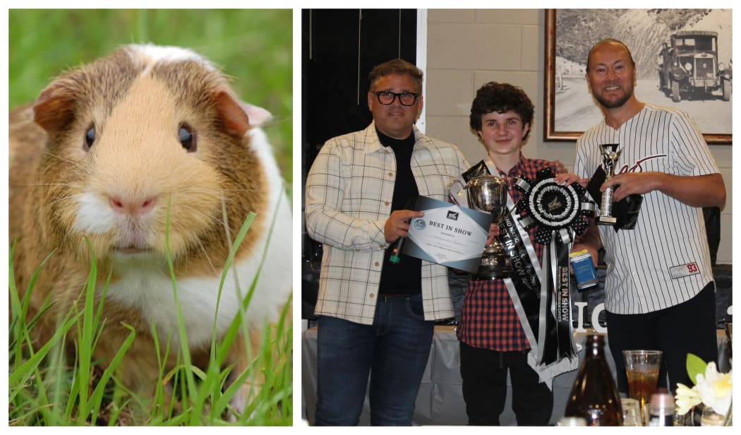 Best guinea pig sale