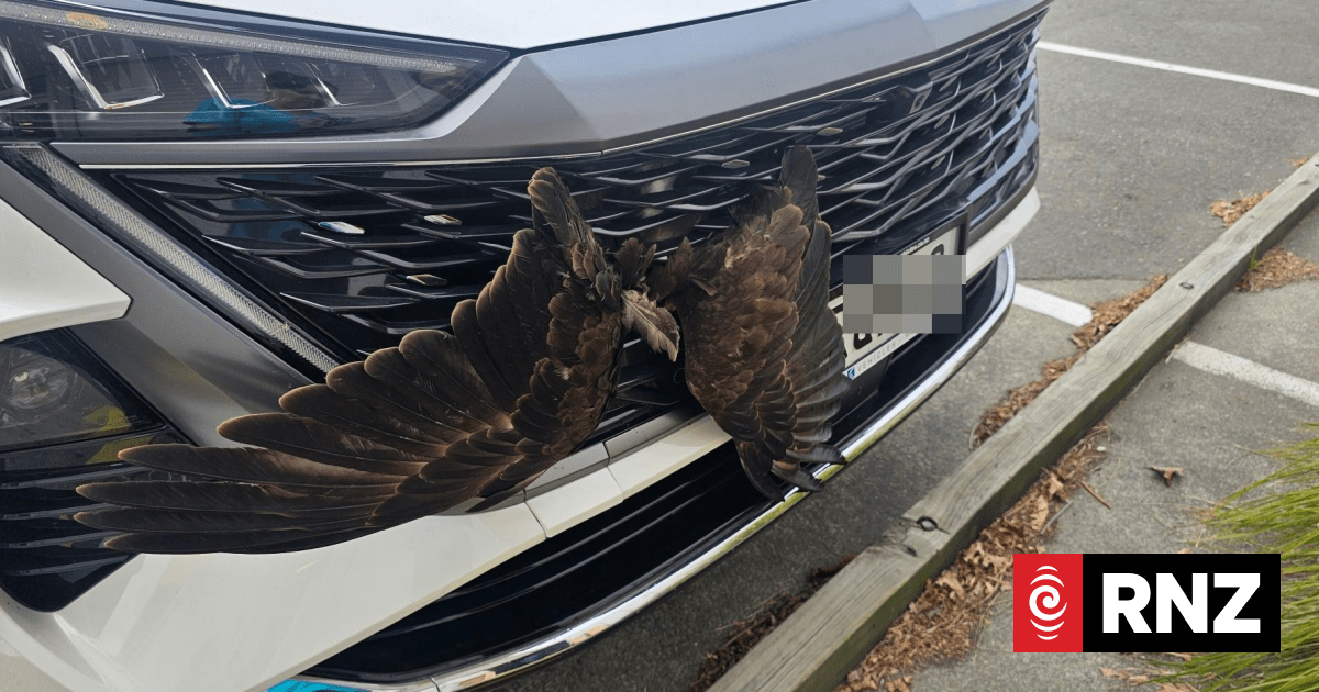 Hastings vets, mechanics combine to rescue hawk from car grille