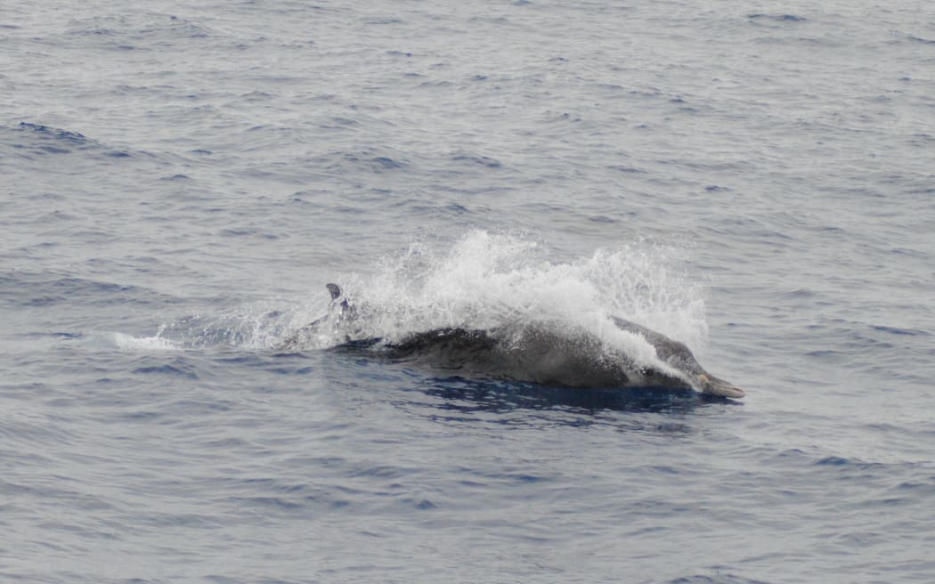 Strap toothed whale
