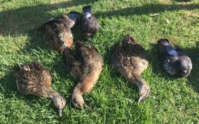 Several birds were "in a comatose state with minimal response" but alive, a local said.