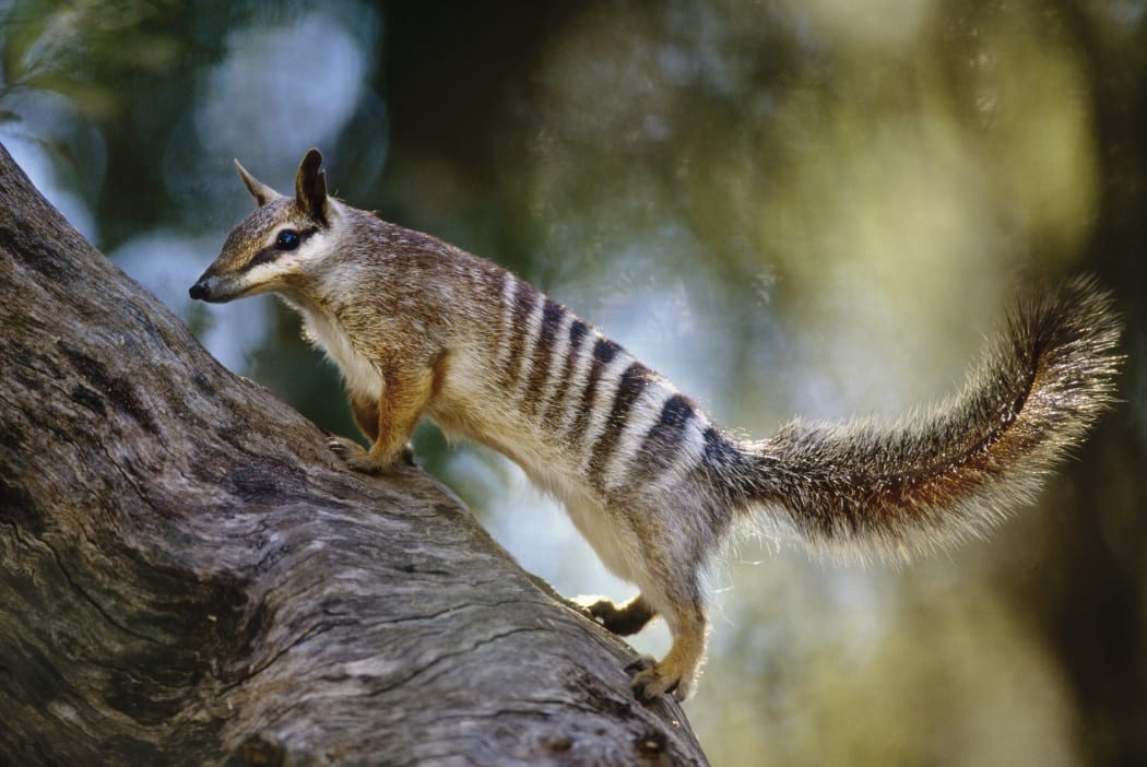 A Numbat, in Western Australia.