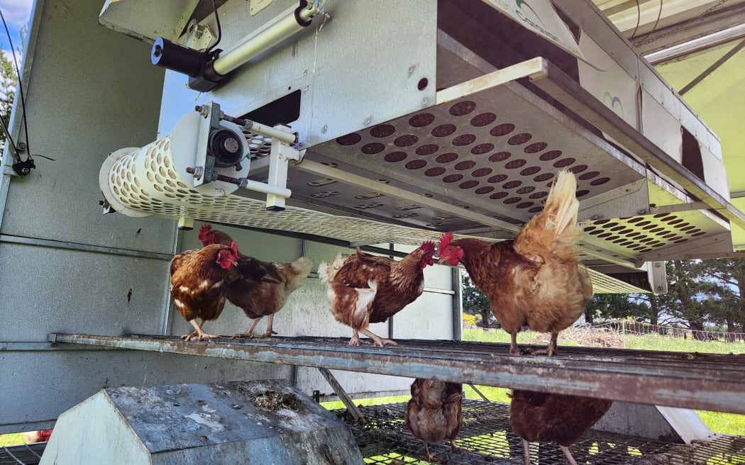 Chickens perching under nesting boxes and rollaway machinery