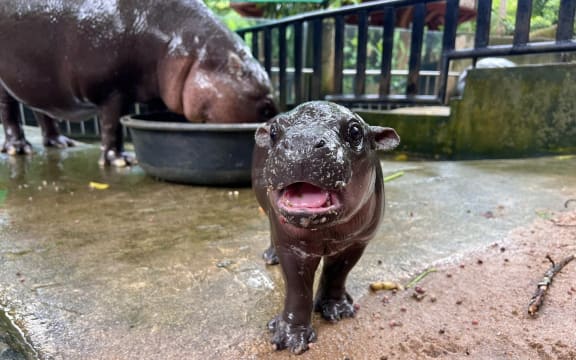 Thailand's pygmy hippo Moo Deng when she was a baby last year. The famous hippo turns one on Thursday, 10 July 2025.