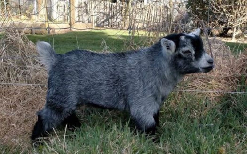 Grayson the pygmy goat.