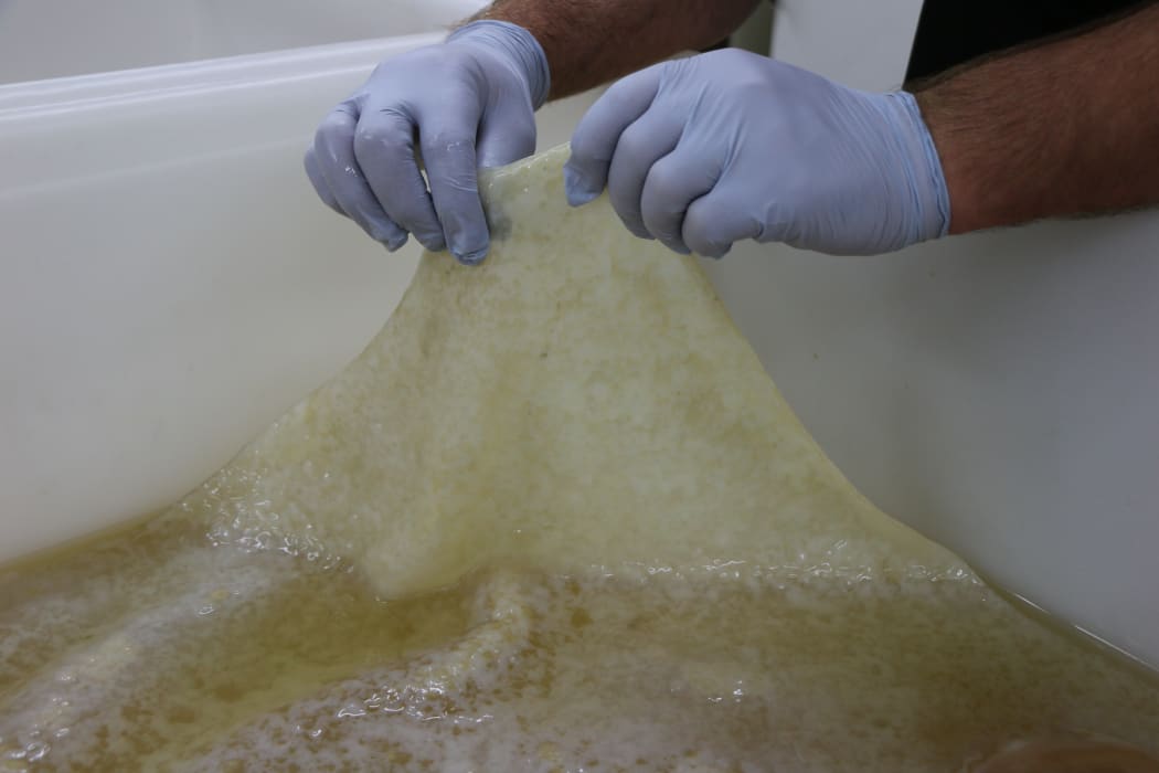 The kombucha scoby was highly effective in lowering E coli.