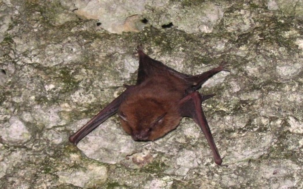 Sheath-tailed Bat or Payesyes 