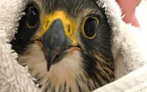 An injured New Zealand falcon / kārearea at Dunedin's Wildlife Hospital