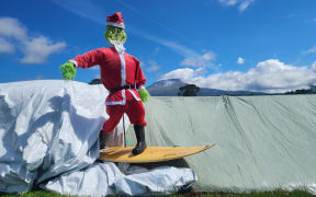 The Grinch surfing through the paddocks in Taranaki.