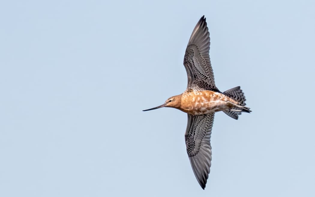 A portrait of a godwit against a blue sky. The bird's wings are outstretched and it is being shot from below. The wing feathers are white with black edging. The breast plumage is mottled brown-orange and white. The face is brown-orange, with a long straight, dark bill.