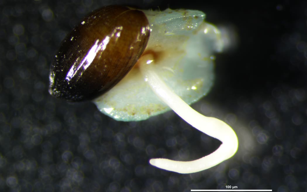 A close-up of a tiny brown seed that has split open with a white sprout emerging.
