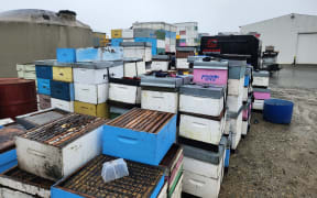 The Kings lost many hives in Cyclone Gabrielle. These ones have been salvaged and will be cleaned and repaired ready for the coming honey production season.