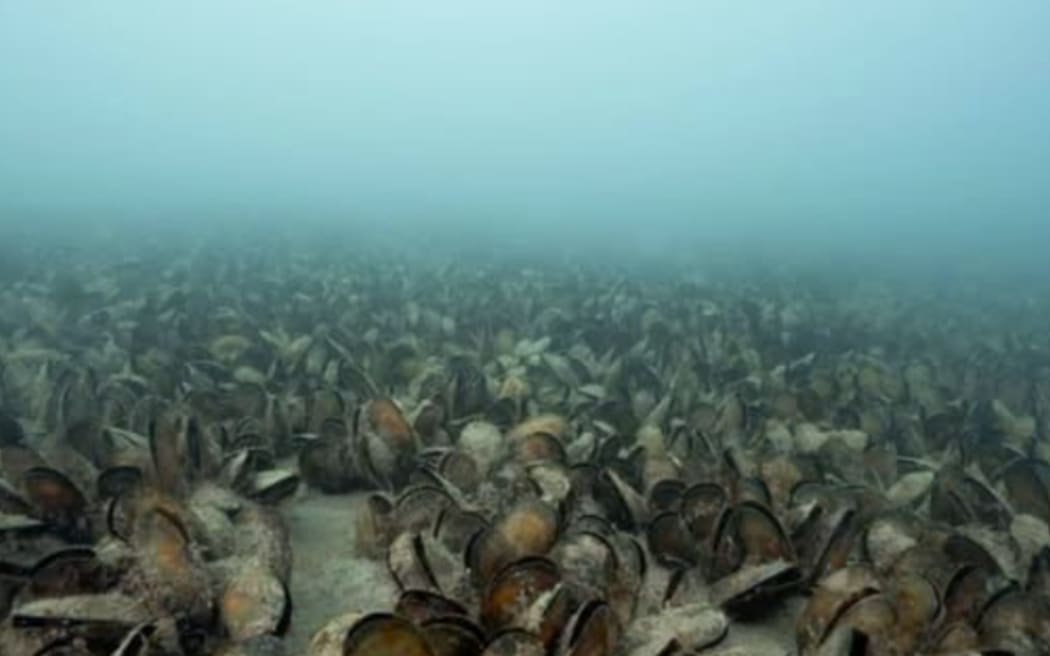 Ohiwa mussell beds at Ohiwa Harbour.