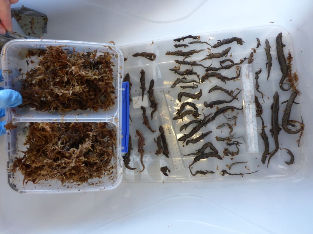 DOC says the lizards include McCann's lizards, southern grass skinks and jewelled geckos