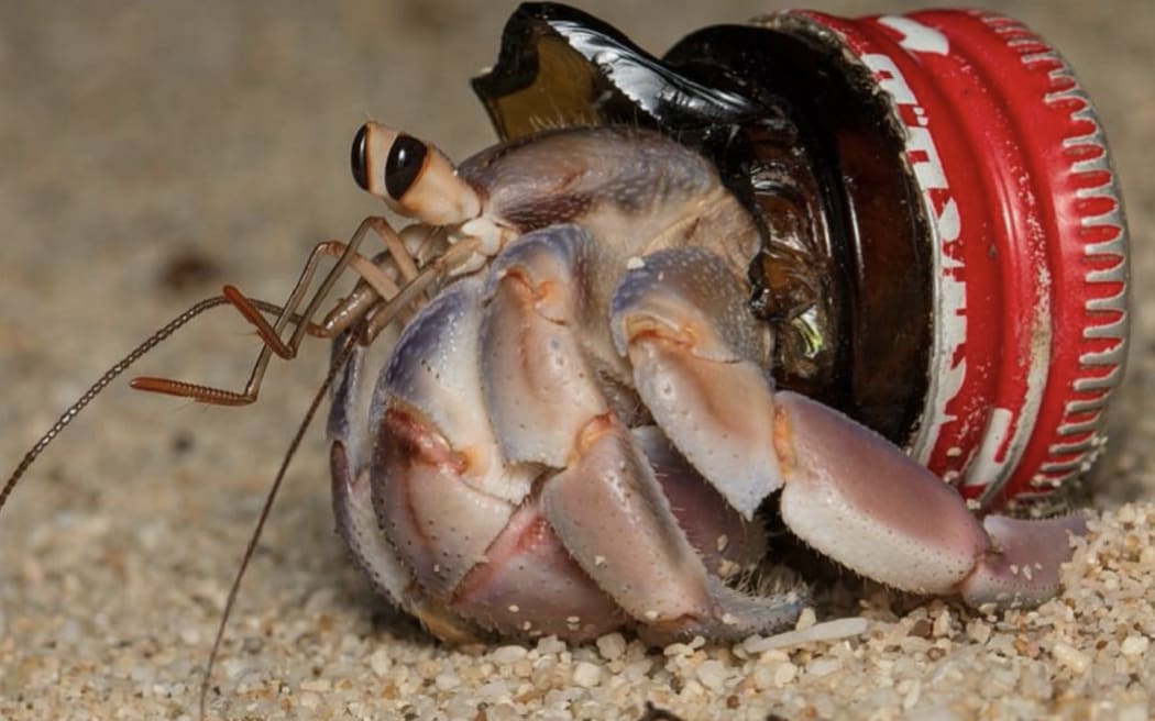 Discarded bottle caps are used by the hermit crabs.
