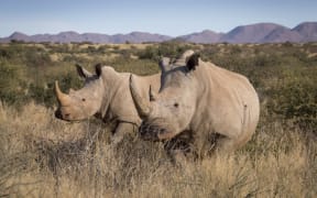 White Rhinoceros (Ceratotherium simum), female with grown calf, Tswalu Kalahari, South Africa (Photo by Ignacio Yufera / Biosphoto / Biosphoto via AFP)