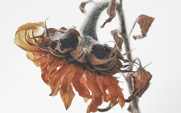 A dried flower.