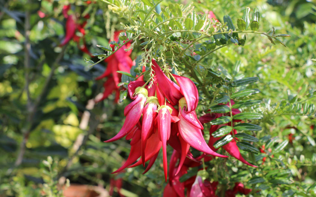 Close-up of bright red flowers that have petals shaped like chilli peppers on a leafy green bush.
