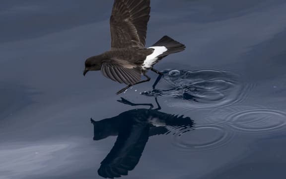 New Zealand storm petrel.