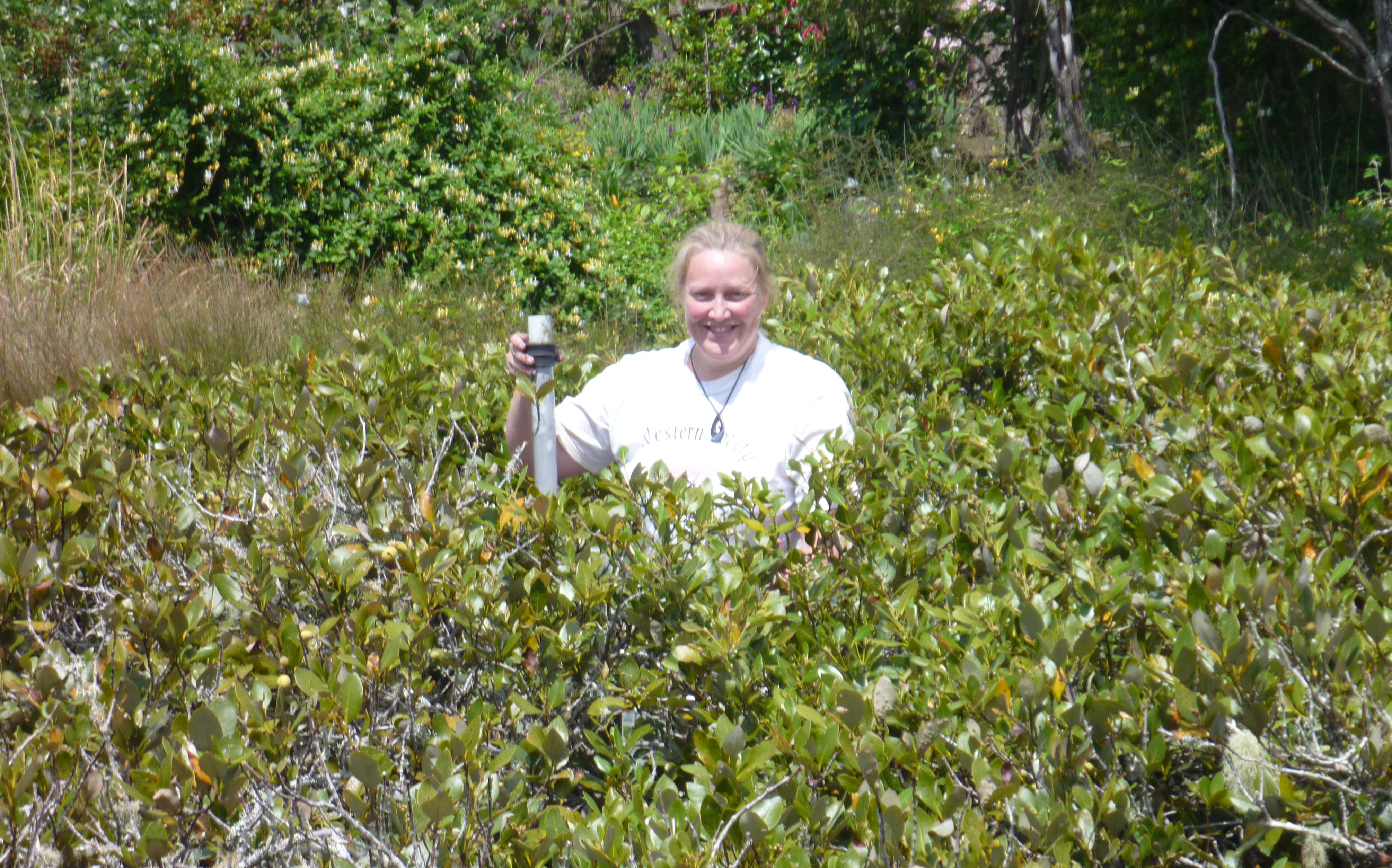 Associate Professor Carolyn Lundquist amongst some mangroves. You can see Carolyn's head & shoulders, otherwise it is just mangrove leaves and branches.