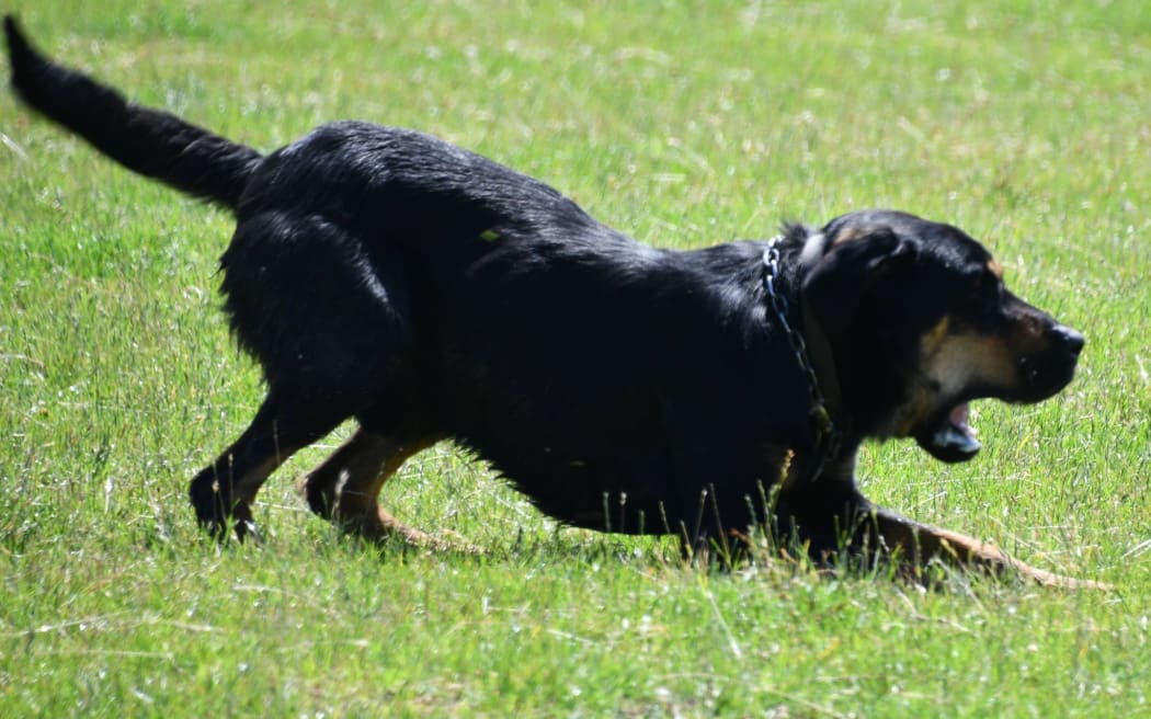 Hunting dogs sold for an average of $6,500 at the Parapara Makiri Sheepdog Trial Club auction.