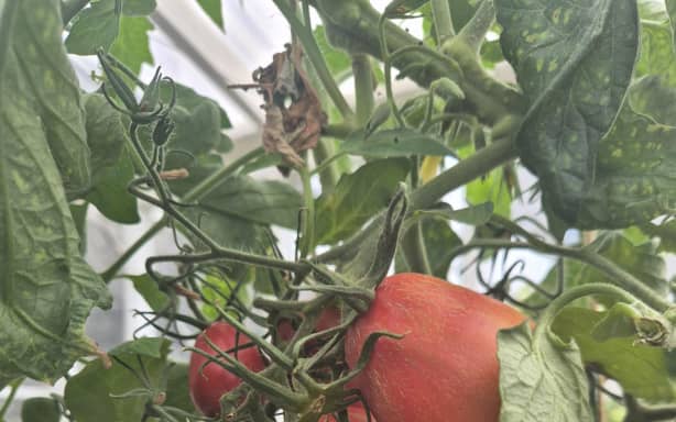 Country Life: Roots that run deep - Capri tomatoes | RNZ
