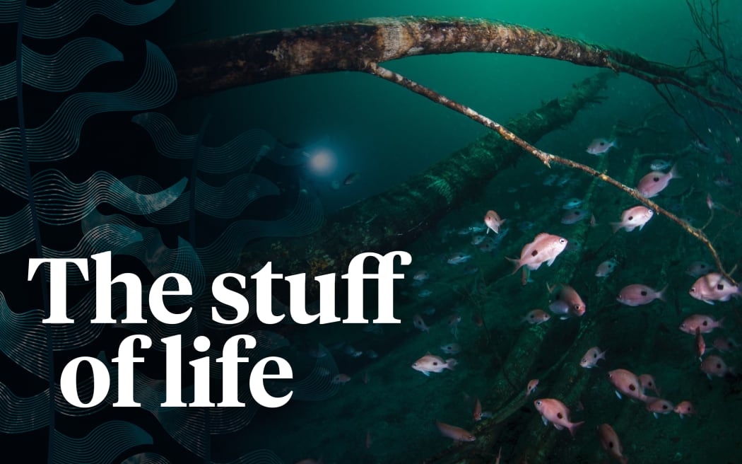 An image of fish swimming underwater behind stylised kelp illustration