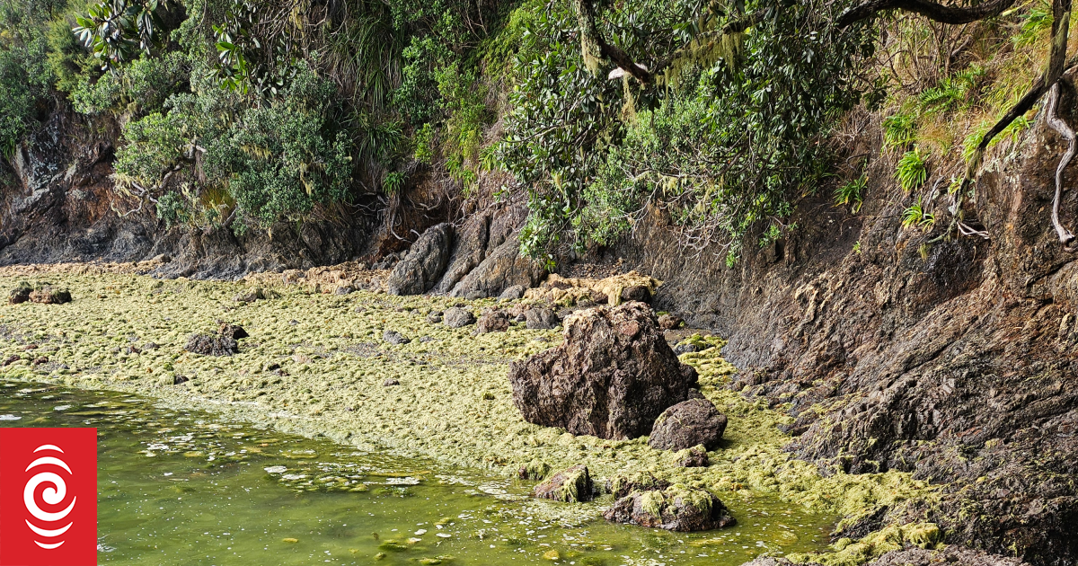 Caulerpa invasion: 'Government isn't taking it as seriously as they need to'