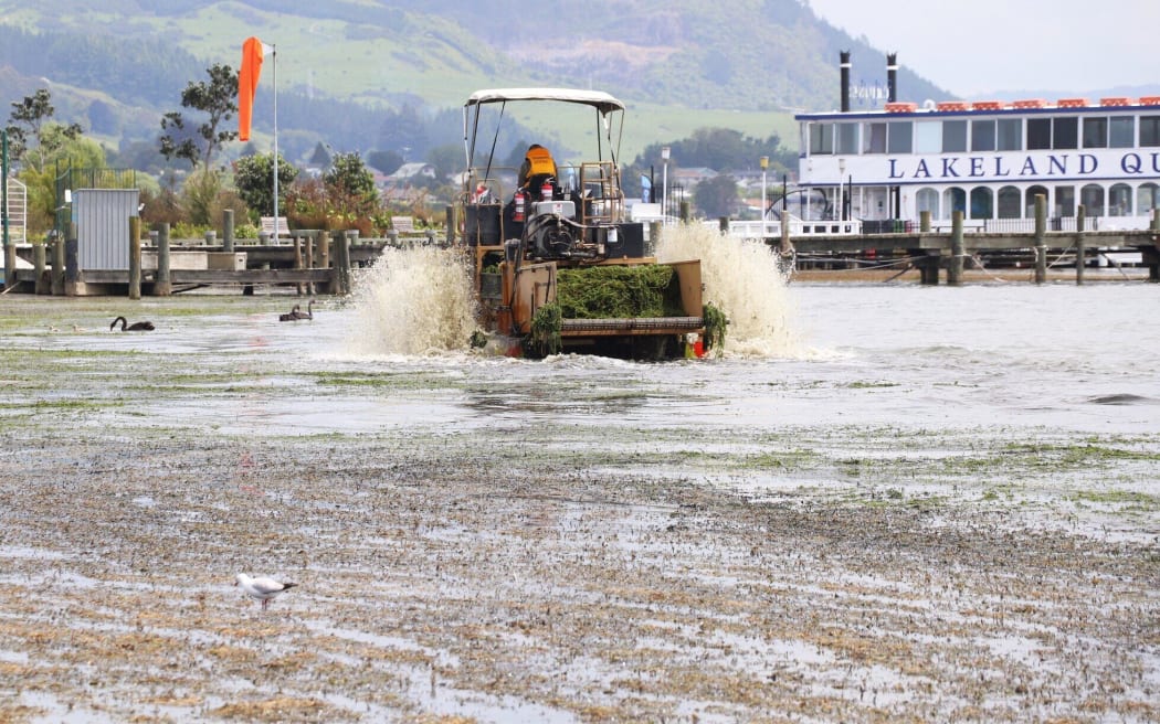 Removal of lake weed at Rotorua Lakefront.  Photo  / Ben Fraser