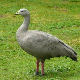 Photo for Cape Barren goose