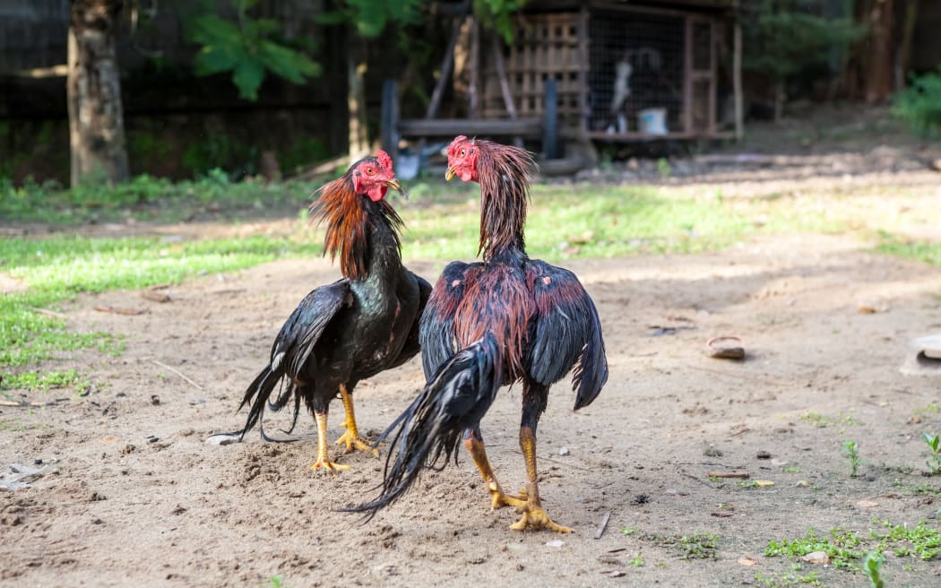 two male chickens fight for the honor of chickens