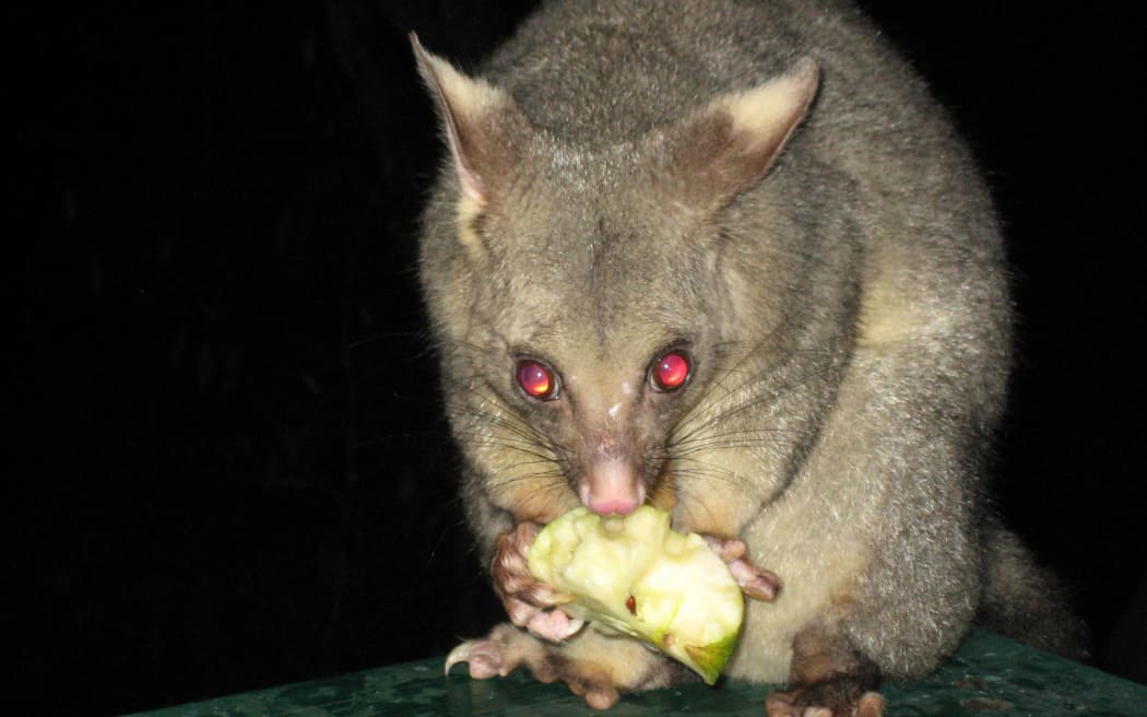 Possum