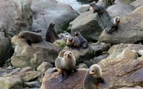 NZ fur seals