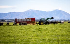 Canterbury farmer feeding out cows