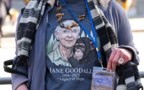 A person waits to enter funeral services for Jane Goodall, the chimpanzee expert and environmentalist at the Washington National Cathedral in Washington, DC, November 12, 2025. Goodall, who transformed the study of chimpanzees and became one of the world's most revered wildlife advocates, died at the age of 91, her institute announced on October 1, 2025. (Photo by SAUL LOEB / AFP)