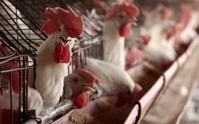Chickens are pictured at a poultry farm in Tepatitlan, Jalisco State, Mexico, on June 6, 2024. The World Health Organization said on June 6, 2024, it was awaiting full genetic sequence data after a man died of bird flu in Mexico in the first confirmed human infection with the H5N2 strain. The source of exposure to the virus was unknown, the WHO said, although cases of H5N2 have been reported in poultry in Mexico. (Photo by Ulises Ruiz / AFP)