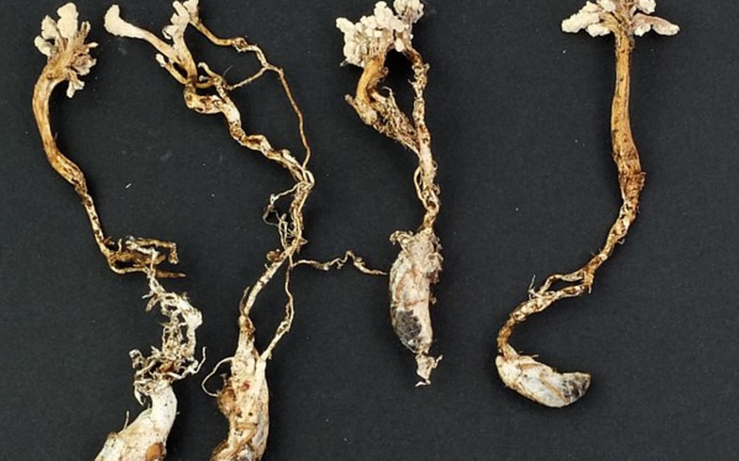 The Vegetable Cidada (a fungus)