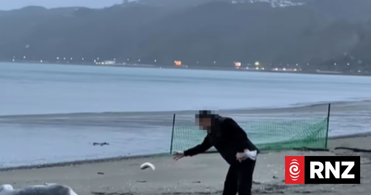 Department of Conservation begins enquiries into man who threw dead fish at leopard seal