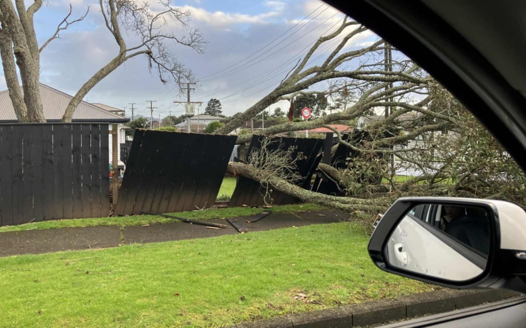 A fallen tree in Auckland's Māngere Bridge.