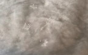 Rat paw prints on xx's bedsheet