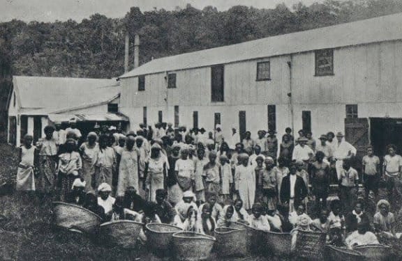 Indentured labourers in Fiji Photo: Fiji Girmit Foundation