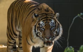 Oz at Hamilton zoo.