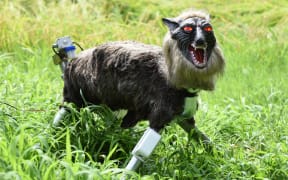 A wolf-like robot "Super Monster Wolf" stands beside a rice field to drive away wild animals that cause damages to crops.