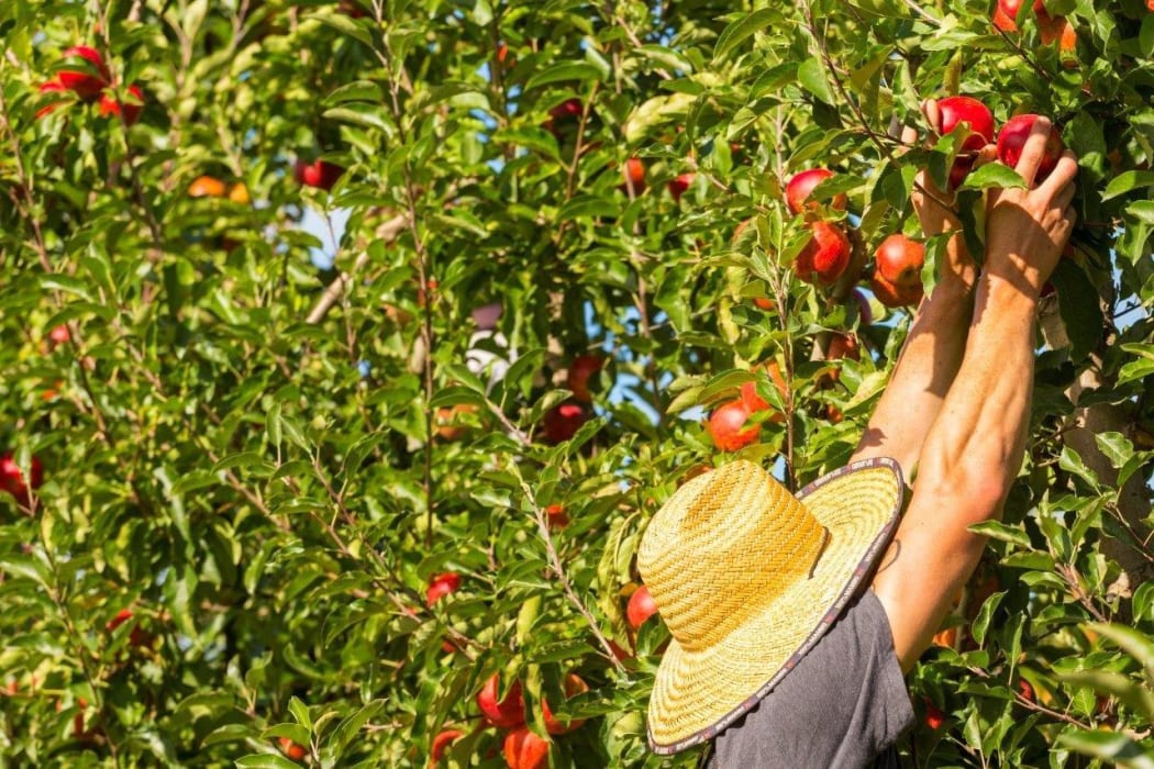 Harvesting at a Wakatū Incorporation orchard