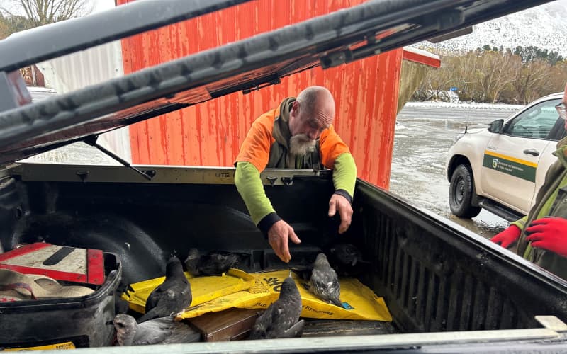 Dozens of muttonbirds fall from sky in storm | RNZ